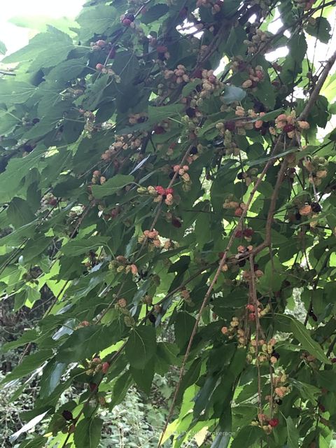 Photo 35 at 146 Wolford Ctr Road, Merrickville/Wolford Twp, Merrickville