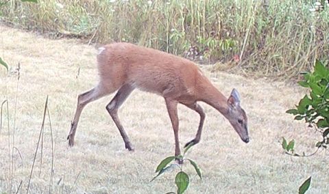 Photo 31 at 51 Otter Lake Road, Rideau Lakes (South Burgess) Twp, Rideau Lakes