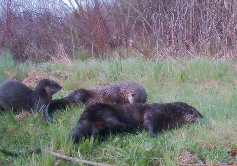 Photo 32 at 51 Otter Lake Road, Rideau Lakes (South Burgess) Twp, Rideau Lakes