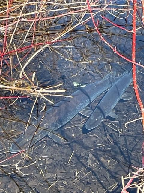 Photo 33 at 51 Otter Lake Road, Rideau Lakes (South Burgess) Twp, Rideau Lakes