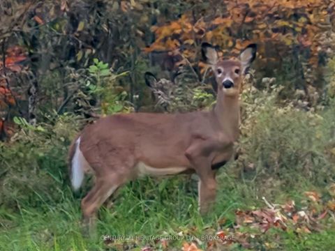 Photo 12 at 51A THOMPSON Lane, Rideau Lakes (Newboro) Twp, Rideau Lakes